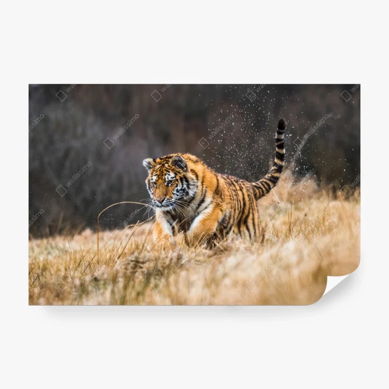Carta da parati tigre siberiana in corsa tra le betulle • Wallissimo® Carta da parati tigre siberiana in corsa tra le betulle • Wallissimo®