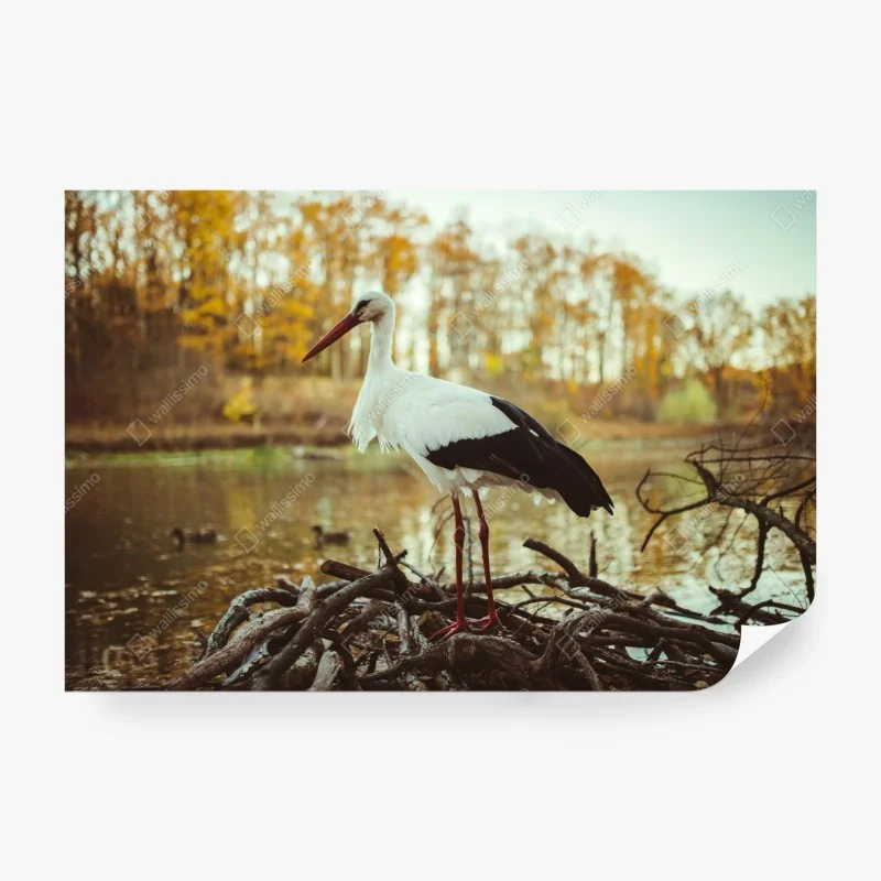 Carta da parati cicogna solitaria al lago in autunno