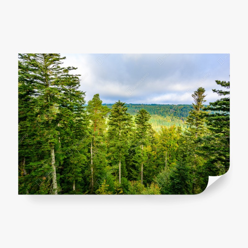 Carta da parati panorama autunnale della Foresta Nera
