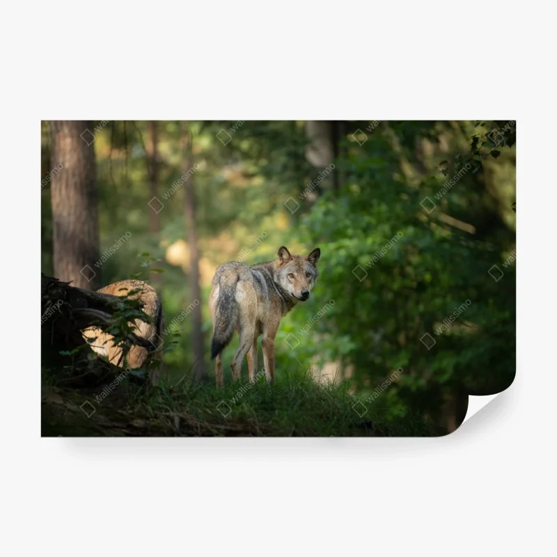 Carta da parati sguardo del lupo nella foresta