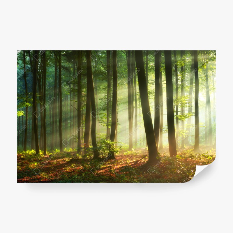 Carta da parati mattina dorata nel bosco