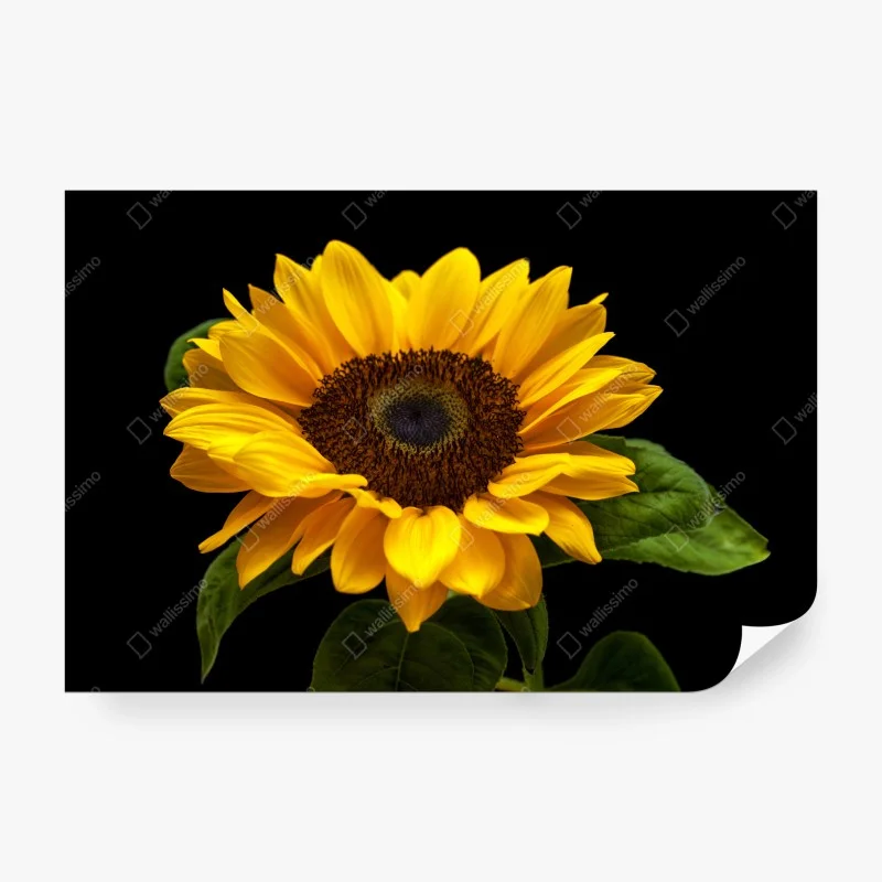 Carta da parati girasole solare su sfondo nero