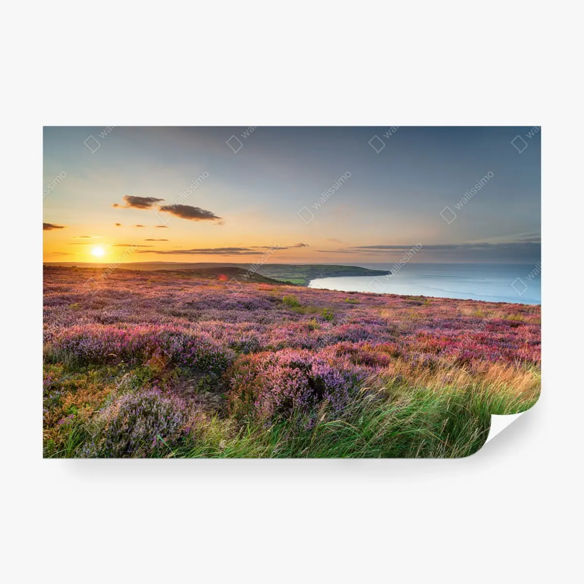 Carta da parati tramonto sulla brughiera dei North York Moors sopra Ravenscar con vista su Robin Hood's Bay • Wallissimo® Carta da parati tramonto sulla brughiera dei North York Moors sopra Ravenscar con vista su Robin Hood's Bay • Wallissimo®