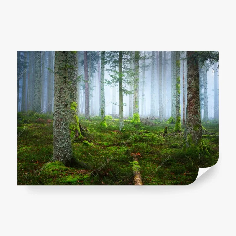 Carta da parati foresta nebbiosa con tappeto di muschio, Alsazia