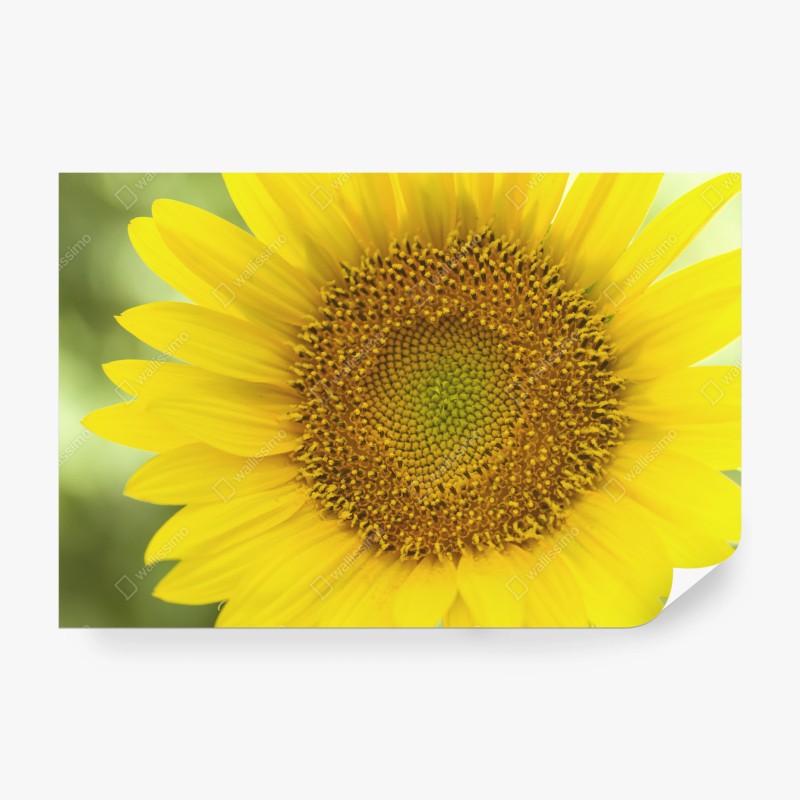 Carta da parati girasole luminoso su sfondo sfocato