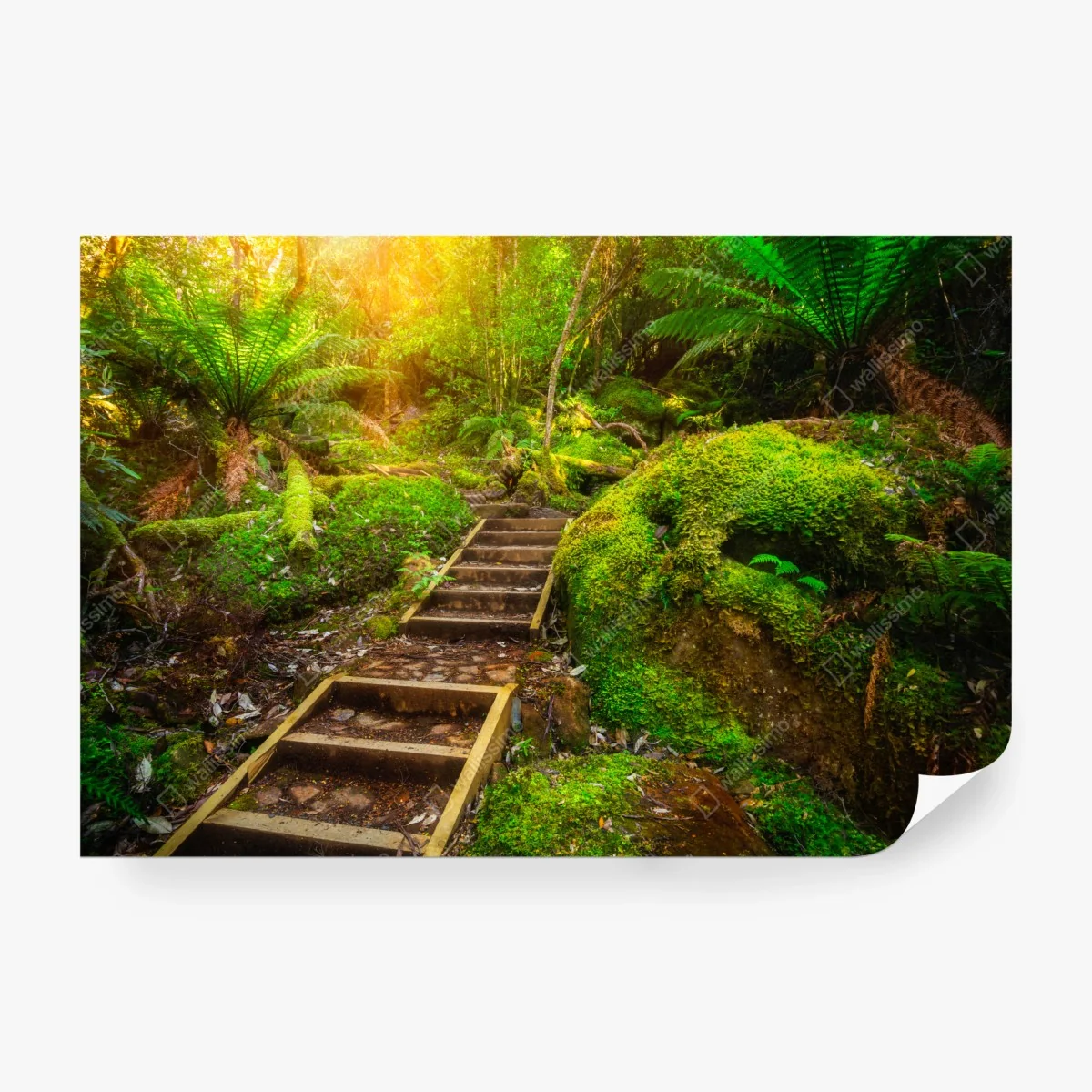 Carta da parati sentiero incantato nella penisola di Tasman, Tasmania • Wallissimo® Carta da parati sentiero incantato nella penisola di Tasman, Tasmania • Wallissimo®