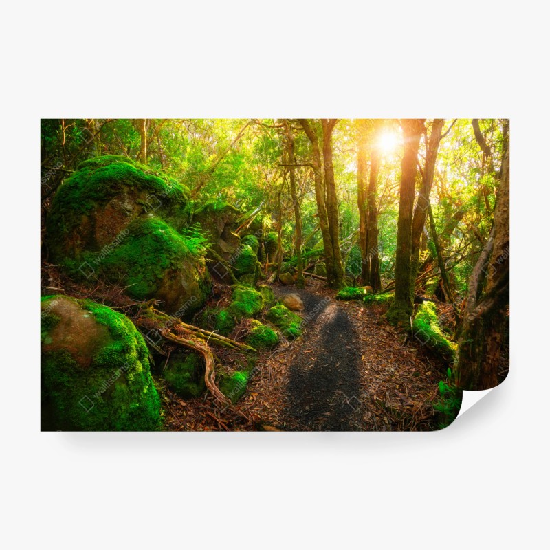 Carta da parati sentiero giurassico nella foresta pluviale della Tasmania