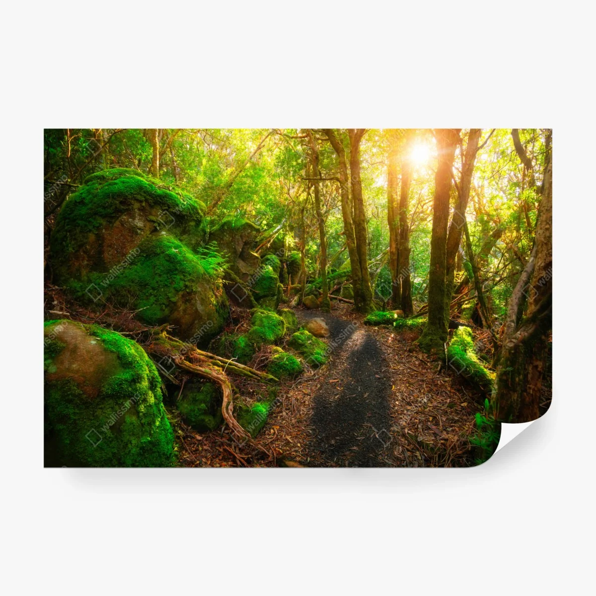 Carta da parati sentiero giurassico nella foresta pluviale della Tasmania • Wallissimo®