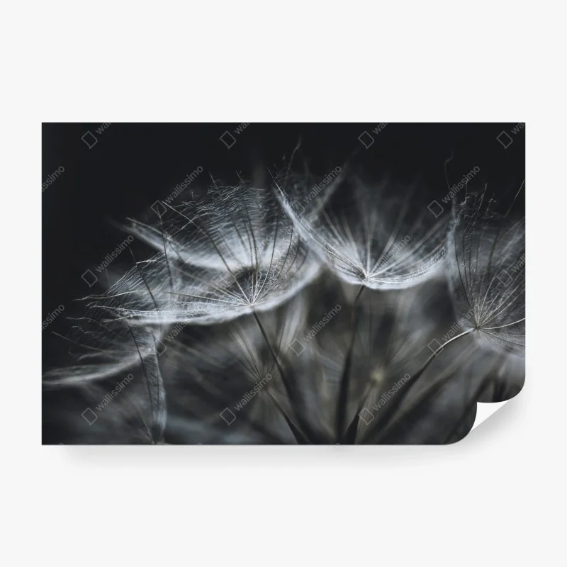 Carta da parati soffione in macro: leggerezza e dettagli