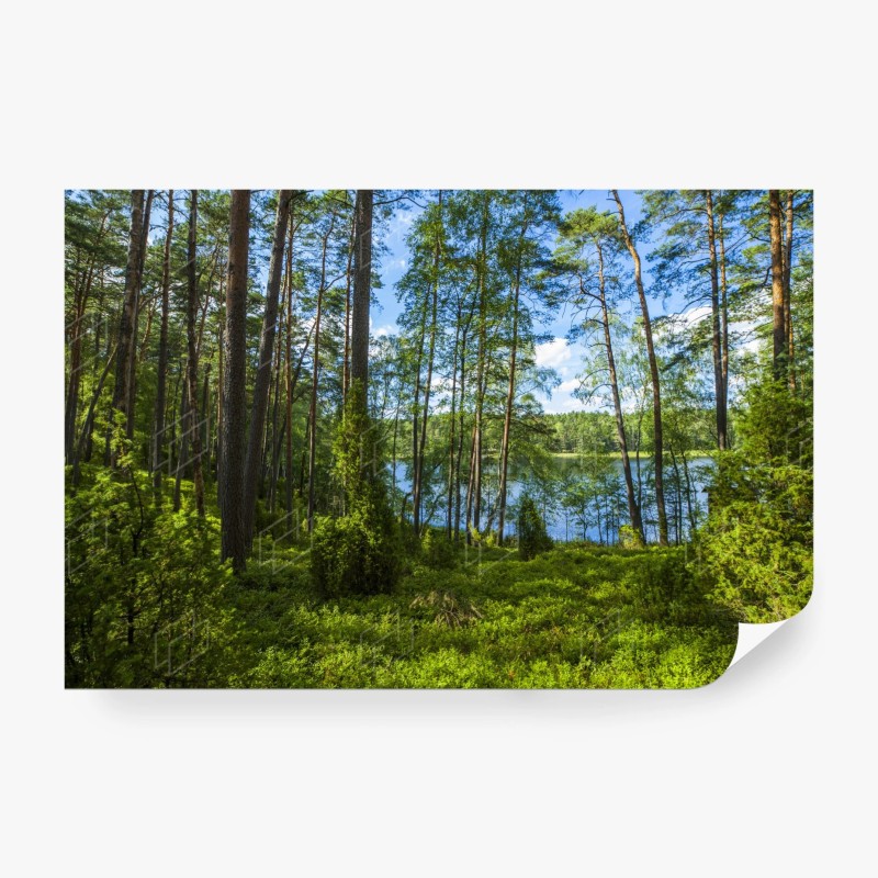 Carta da parati bosco di pini sul lago estivo