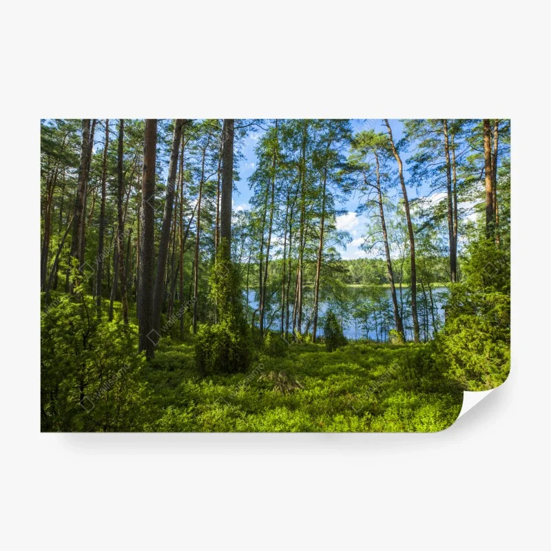 Carta da parati bosco di pini sul lago estivo