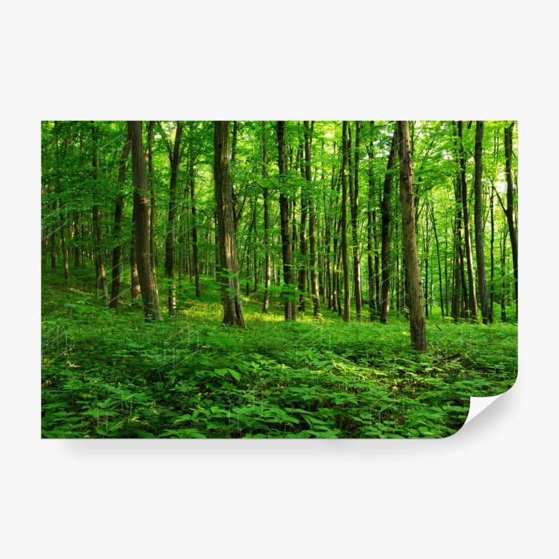 Carta da parati raggi di sole nella foresta primaverile