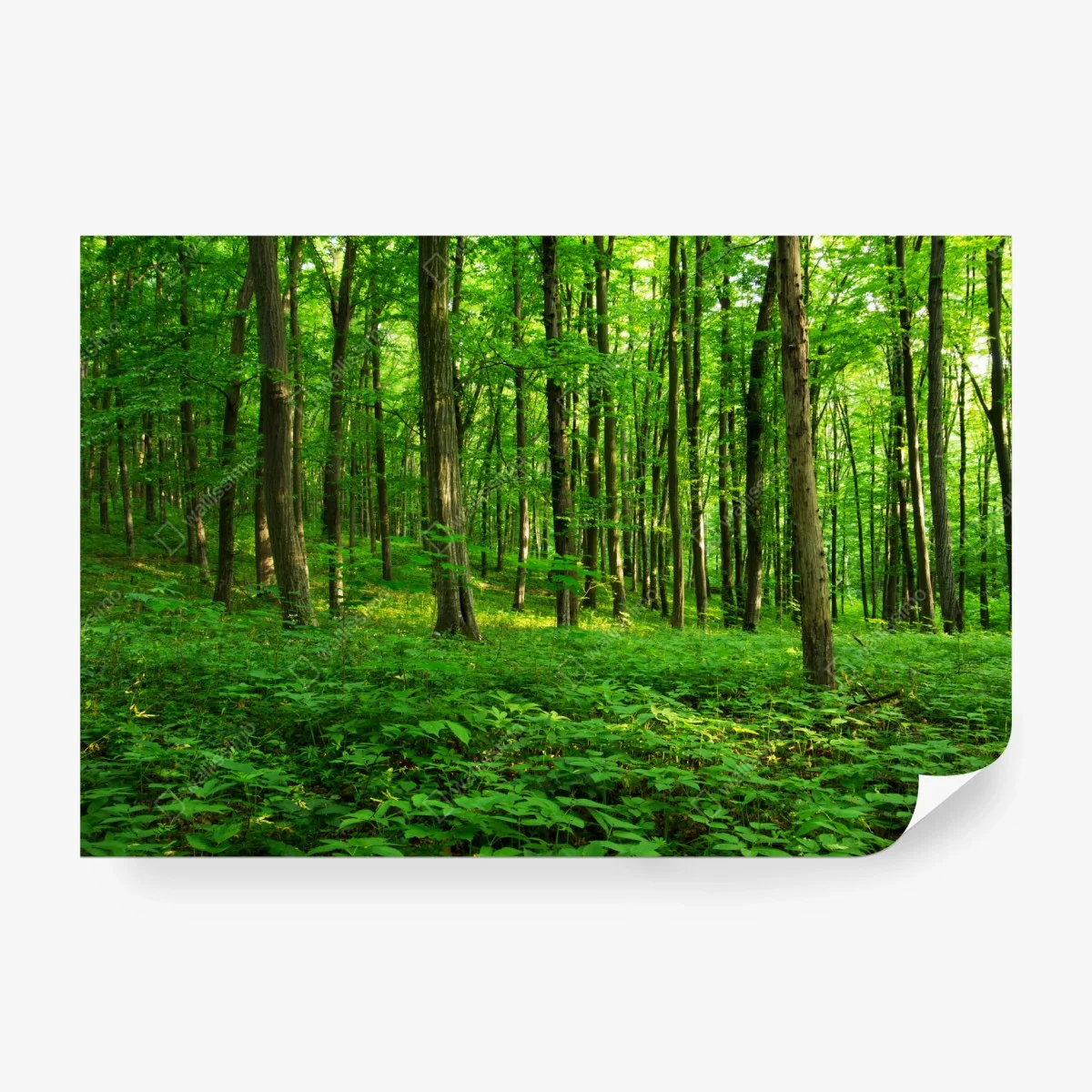 Carta da parati raggi di sole nella foresta primaverile • Wallissimo®