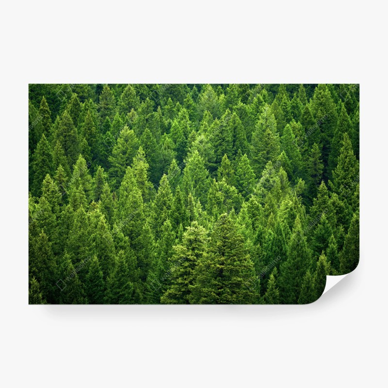 Carta da parati foresta di pini smeraldo