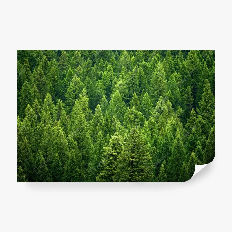 Carta da parati foresta di pini smeraldo • Wallissimo®