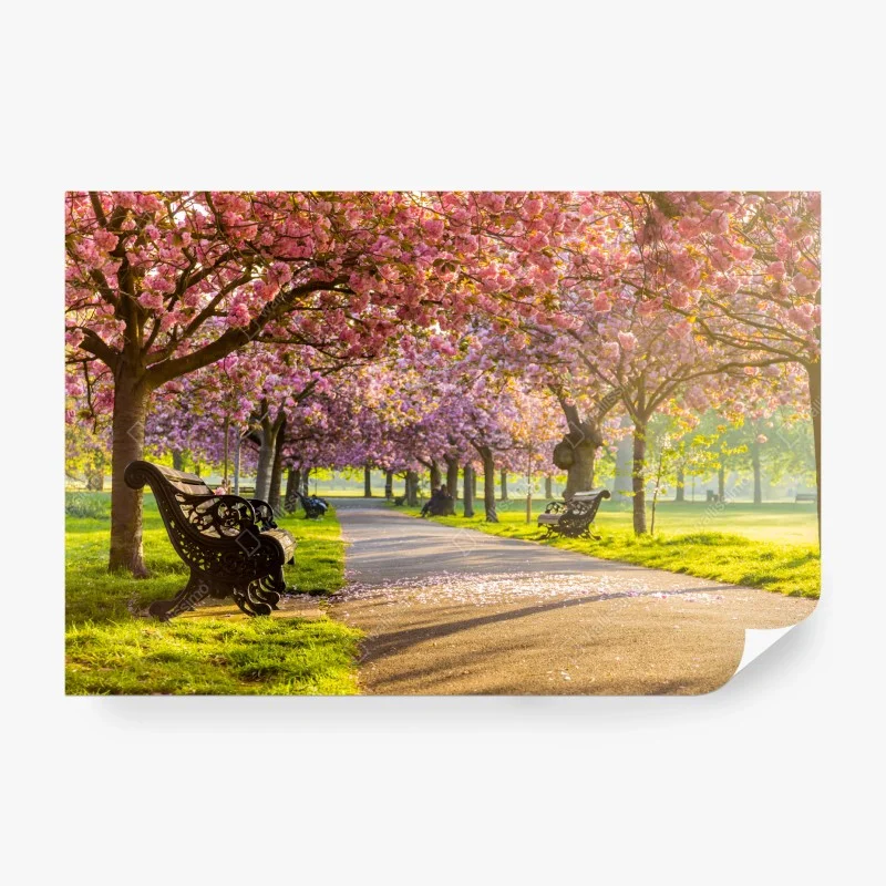Carta da parati viale di ciliegi in fiore al tramonto