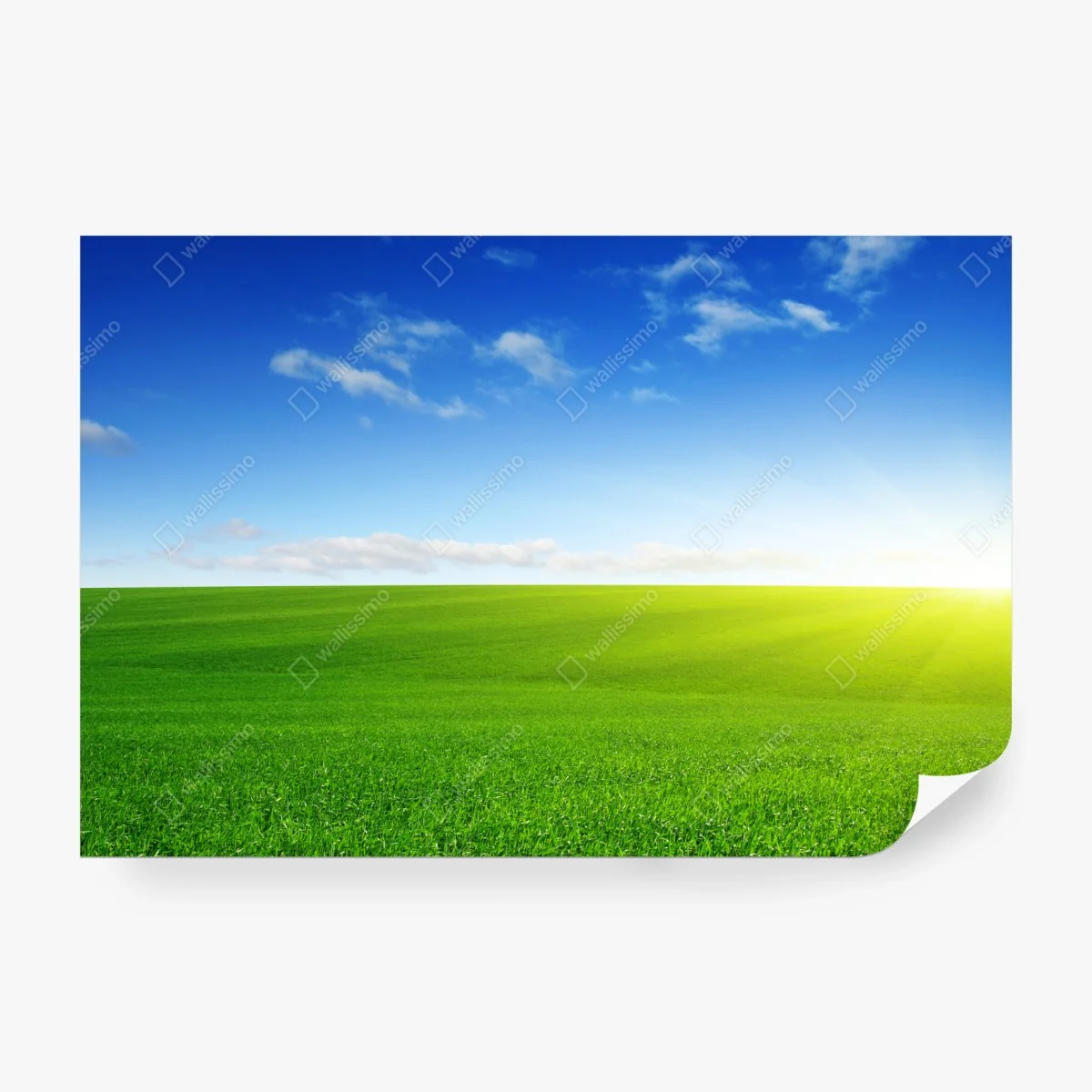 Carta da parati prato verde all'orizzonte con cielo azzurro • Wallissimo®