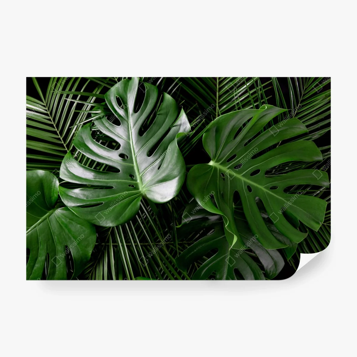 Carta da parati composizione di foglie di monstera e palma • Wallissimo® Carta da parati composizione di foglie di monstera e palma • Wallissimo®