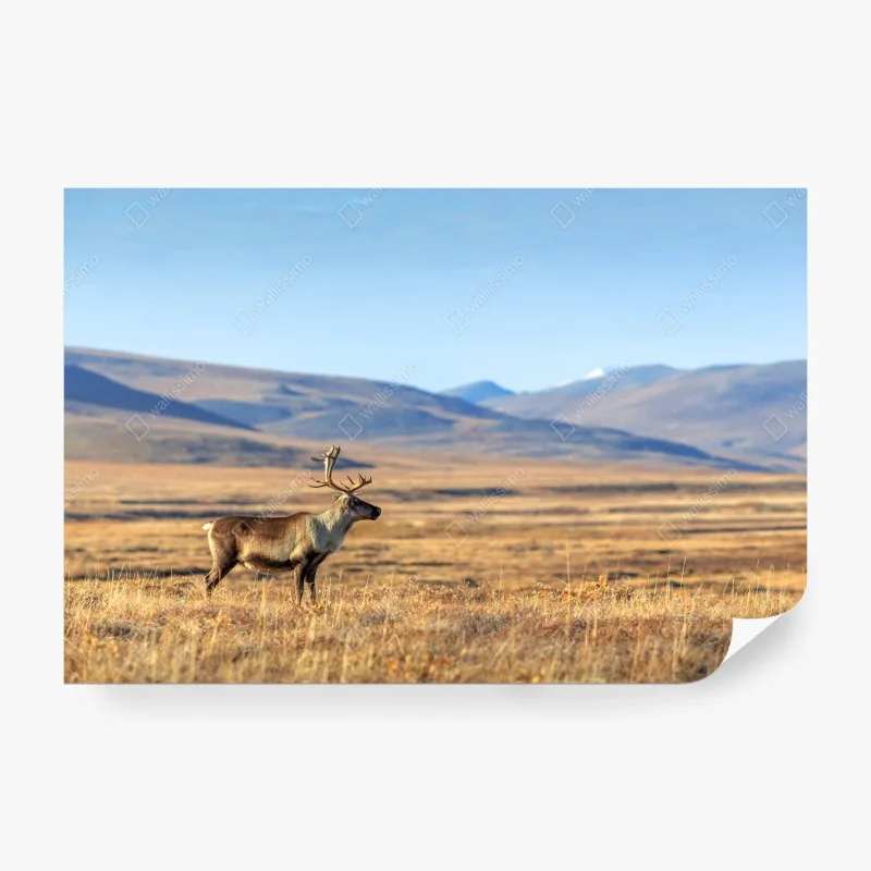 Carta da parati solitaria renna nella tundra della Siberia