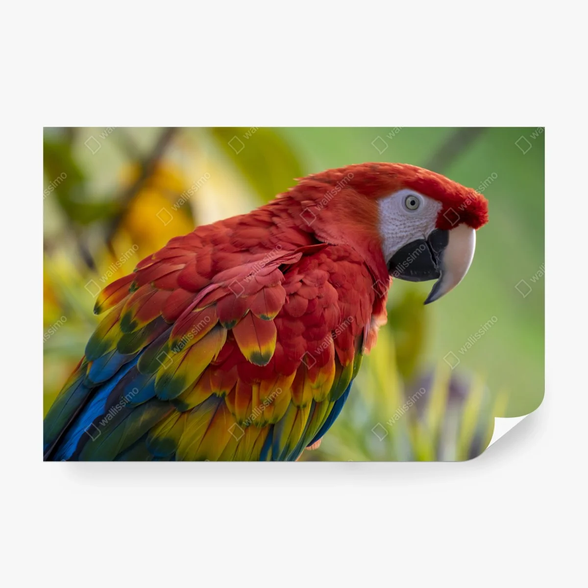 Carta da parati pappagallo dai colori vivaci • Wallissimo®
