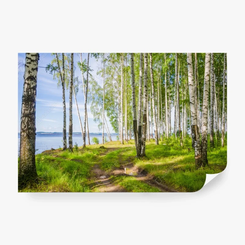 Carta da parati bosco di betulle in riva al fiume