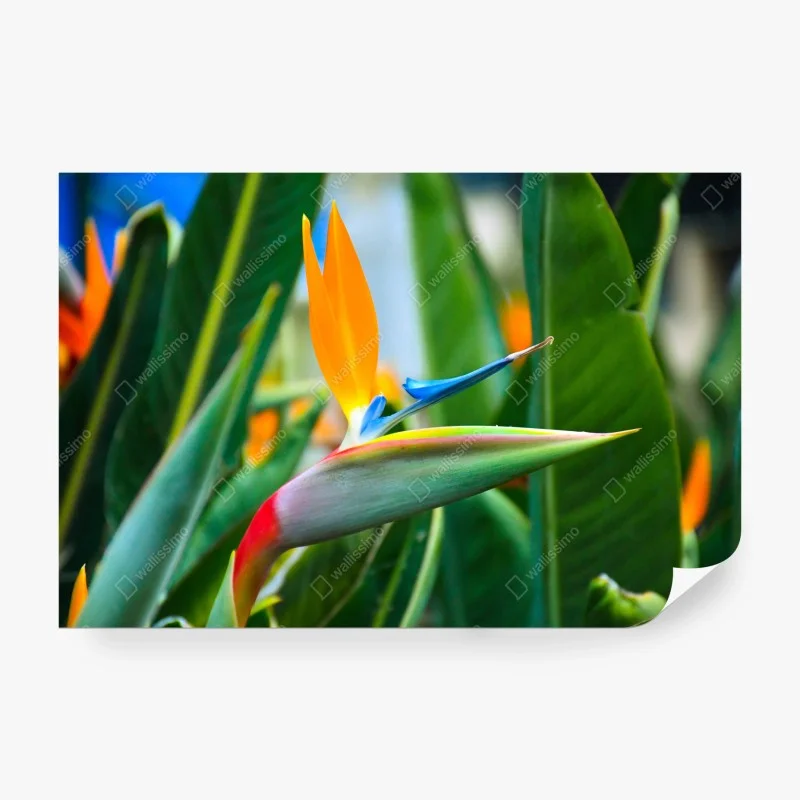 Carta da parati strelitzia esotica dai colori vivaci su sfondo verde • Wallissimo® Carta da parati strelitzia esotica dai colori vivaci su sfondo verde • Wallissimo®
