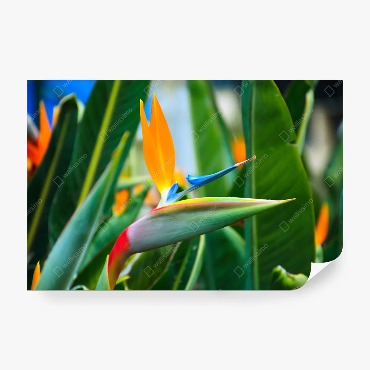 Carta da parati strelitzia esotica dai colori vivaci su sfondo verde • Wallissimo® Carta da parati strelitzia esotica dai colori vivaci su sfondo verde • Wallissimo®