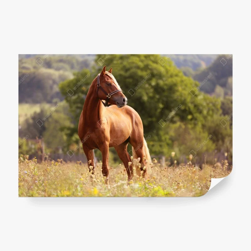 Carta da parati elegante cavallo castano al pascolo
