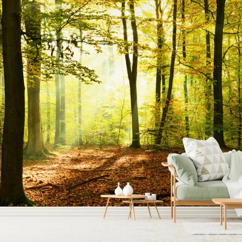 Carta da parati mattina d'autunno nel bosco dorato