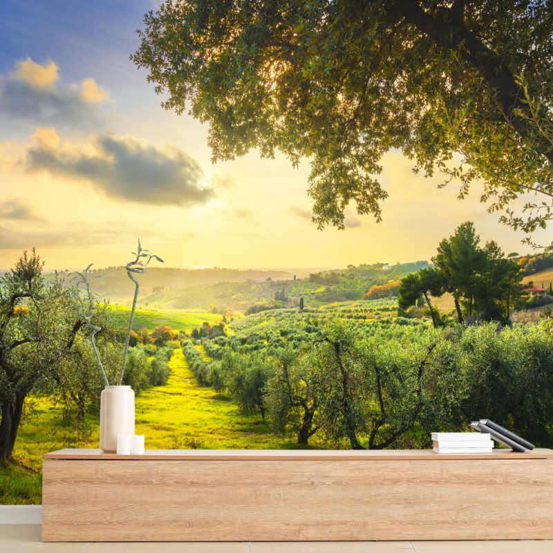 Carta da parati tramonto tra gli ulivi della Maremma Toscana