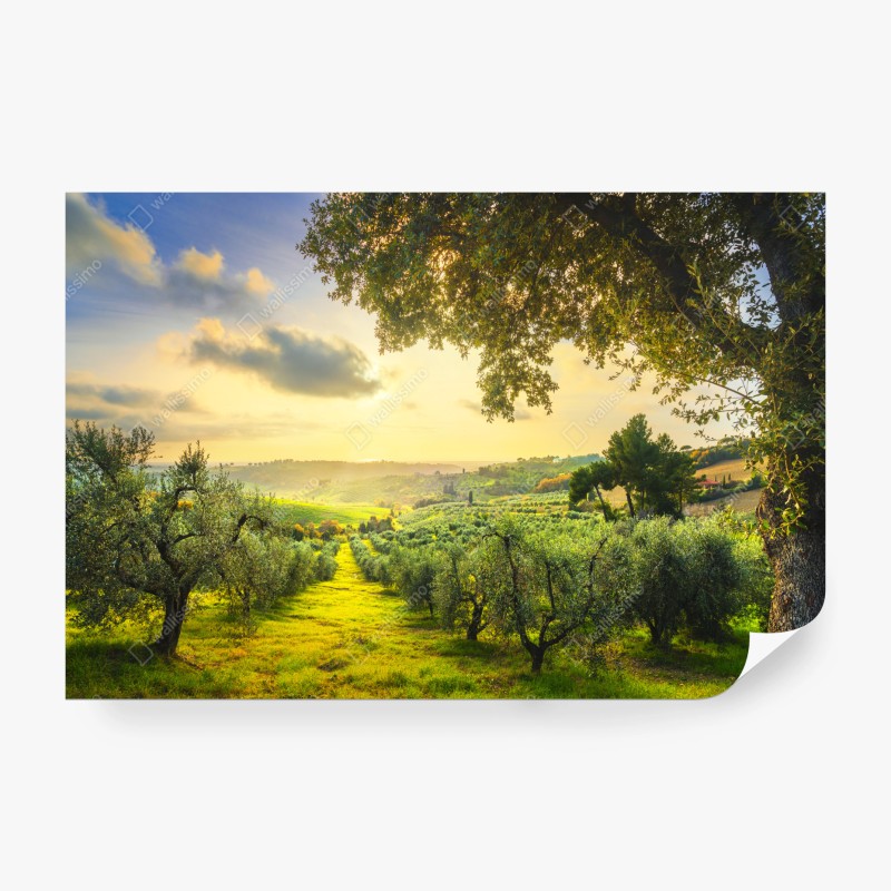 Carta da parati tramonto tra gli ulivi della Maremma Toscana