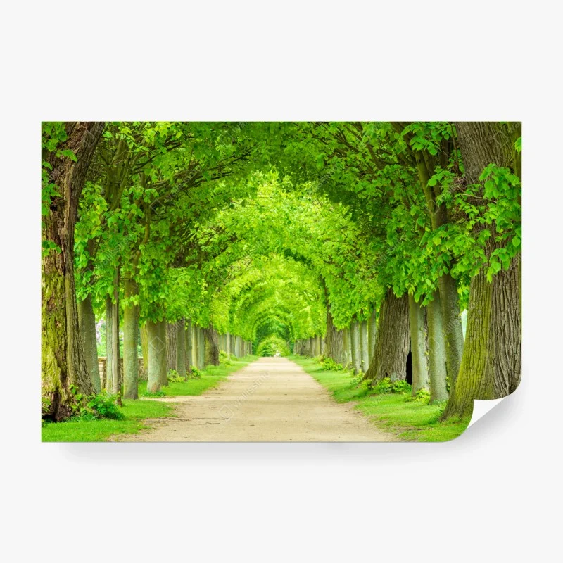 Carta da parati viale alberato a volta di foglie