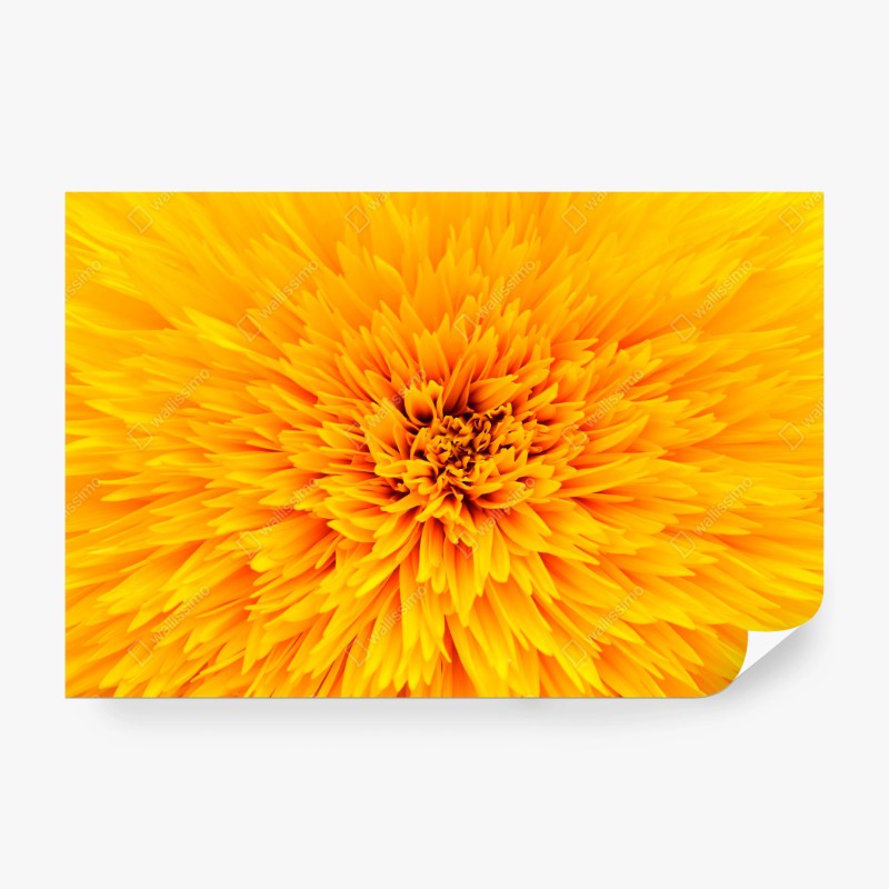 Carta da parati esplosione di petali: texture di girasole per arredo