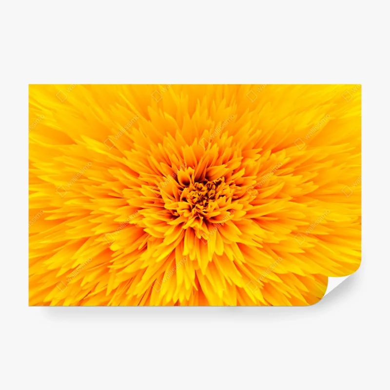 Carta da parati esplosione di petali: texture di girasole per arredo • Wallissimo®