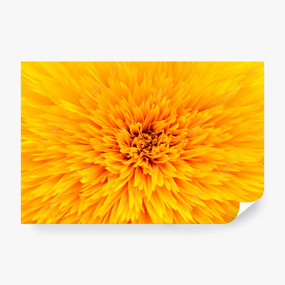 Carta da parati esplosione di petali: texture di girasole per arredo • Wallissimo®