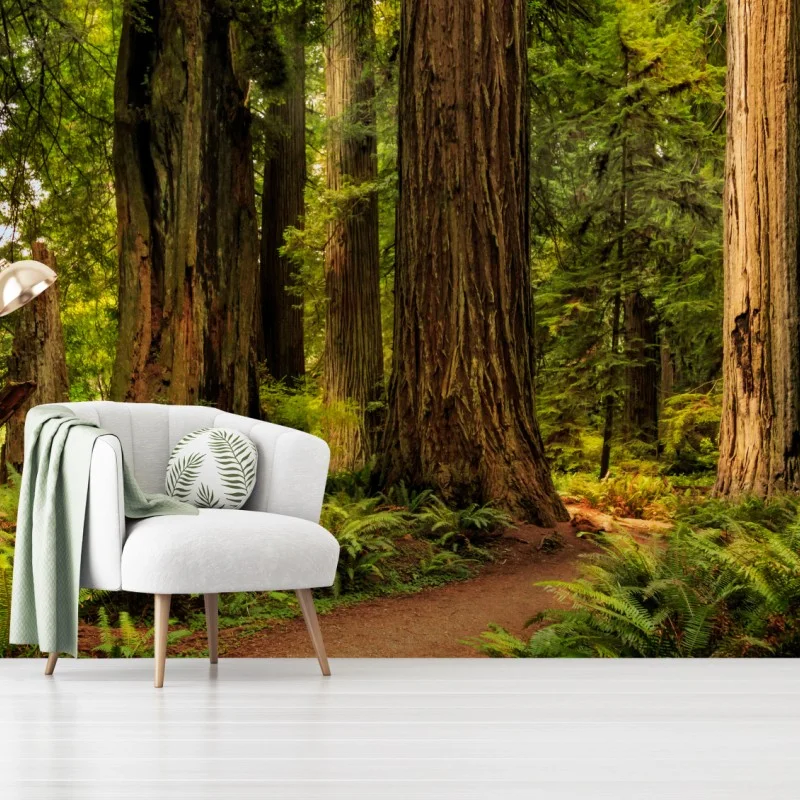 Carta da parati silenzio tra le sequoie della California