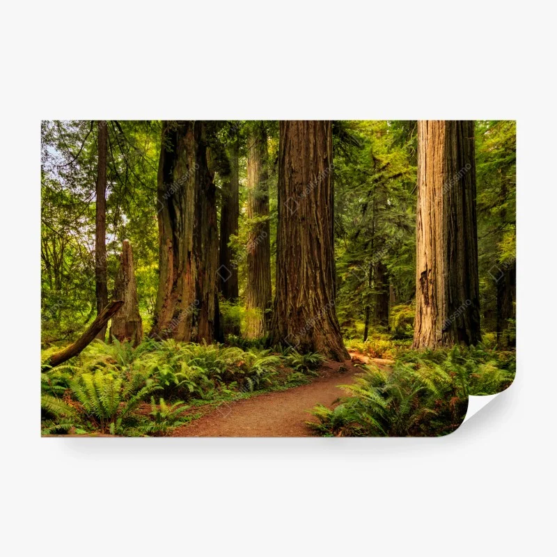 Carta da parati silenzio tra le sequoie della California