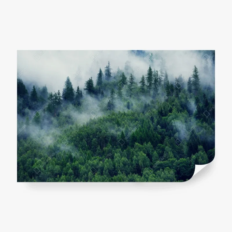 Carta da parati foresta avvolta dalla nebbia