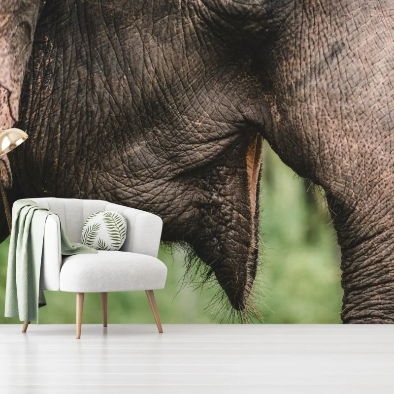 Carta da parati primo piano della proboscide di elefante asiatico