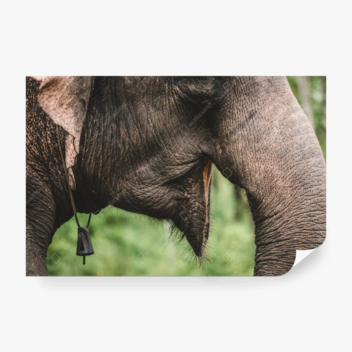 Carta da parati primo piano della proboscide di elefante asiatico • Wallissimo®