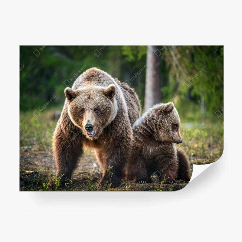 Carta da parati orso bruno con cucciolo nella foresta