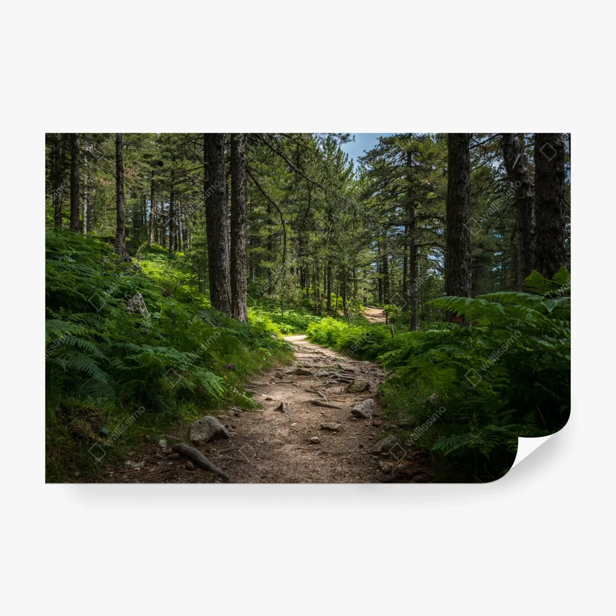 Carta da parati sentiero silenzioso nel bosco • Wallissimo®