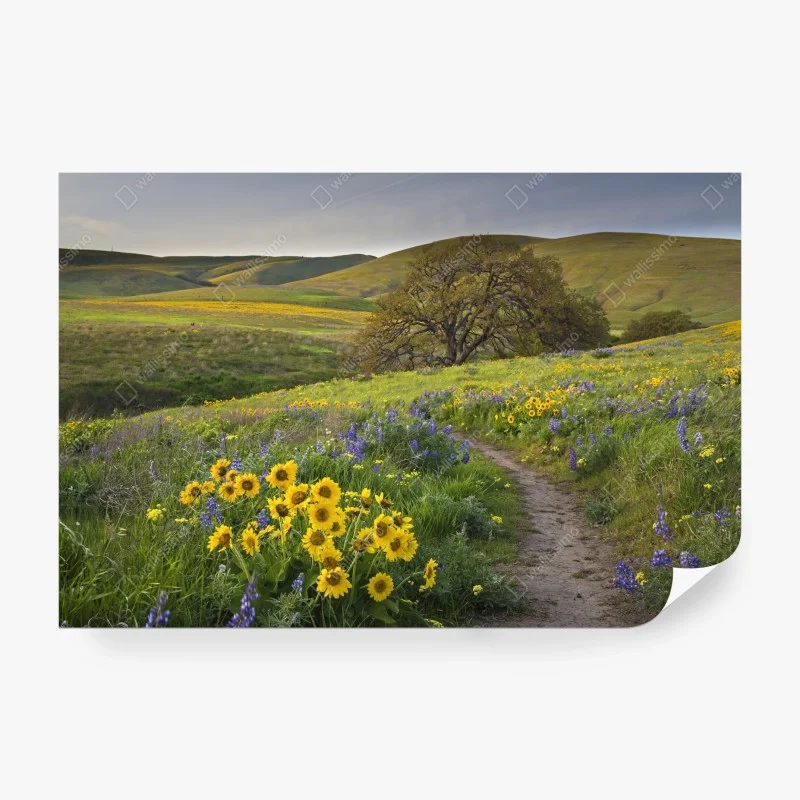 Carta da parati sentiero tra i fiori selvatici sulle colline