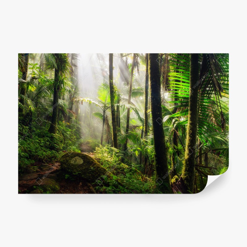 Carta da parati foresta pluviale al chiarore del mattino