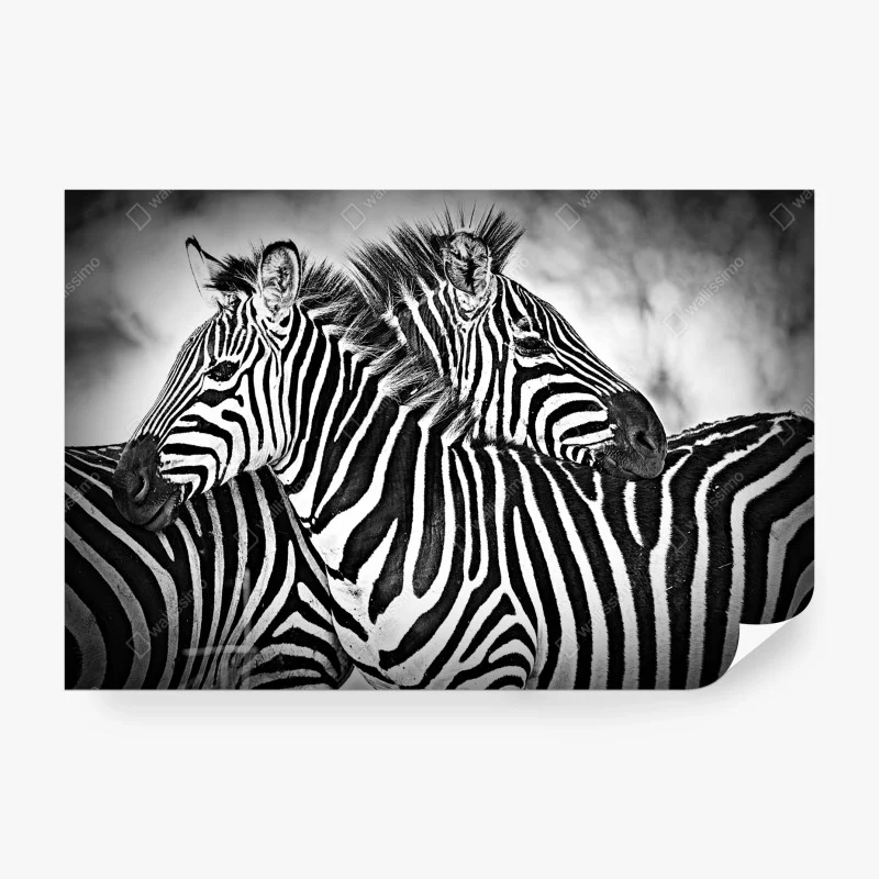 Carta da parati intreccio di righe: zebre in bianco e nero