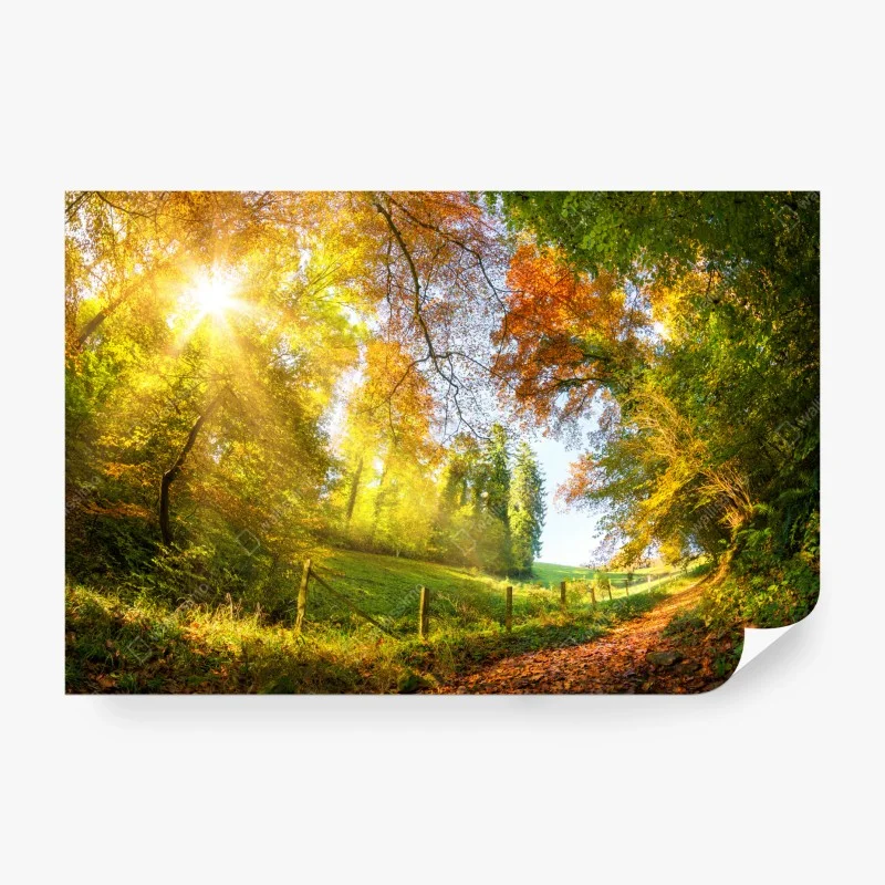 Carta da parati sentiero d'autunno nel bosco
