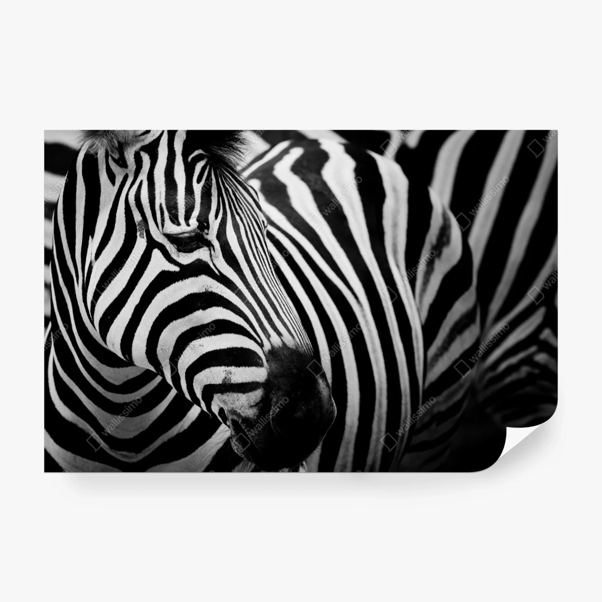 Carta da parati eleganza a strisce: ritratto di zebra in bianco e nero • Wallissimo® Carta da parati eleganza a strisce: ritratto di zebra in bianco e nero • Wallissimo®