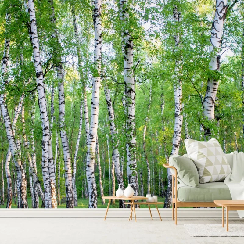 Carta da parati bosco di betulle estivo: luce e freschezza