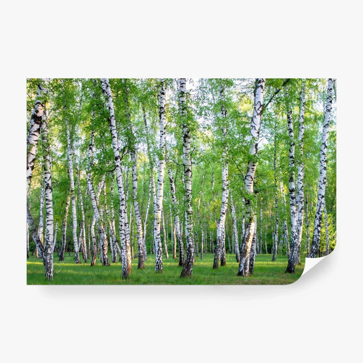 Carta da parati bosco di betulle estivo: luce e freschezza • Wallissimo®
