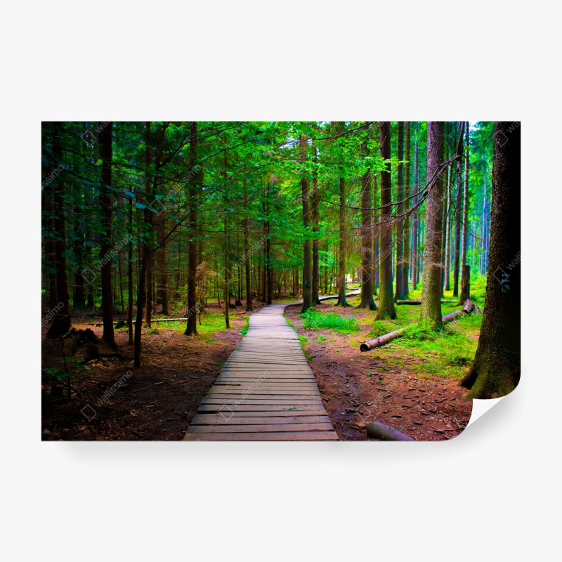 Carta da parati sentiero nel bosco verde